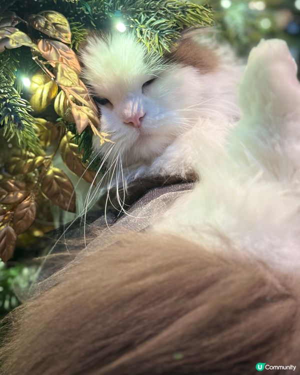 聖誕打卡🩶🤍新影法