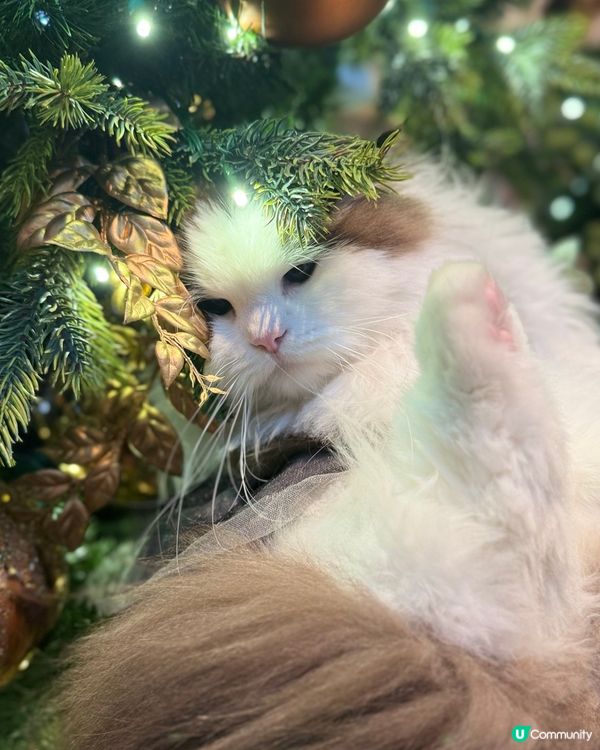 聖誕打卡🩶🤍新影法