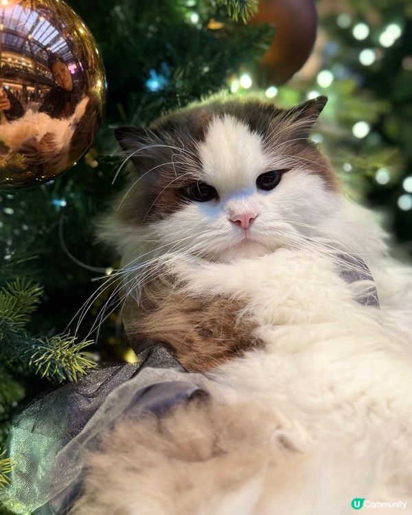 聖誕打卡🩶🤍新影法