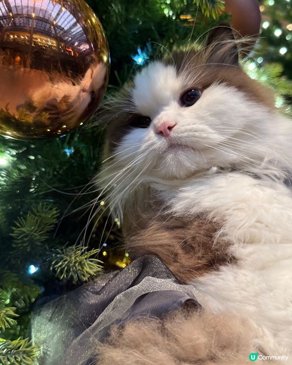 聖誕打卡🩶🤍新影法