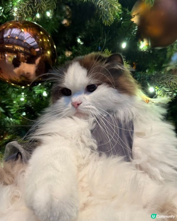 聖誕打卡🩶🤍新影法