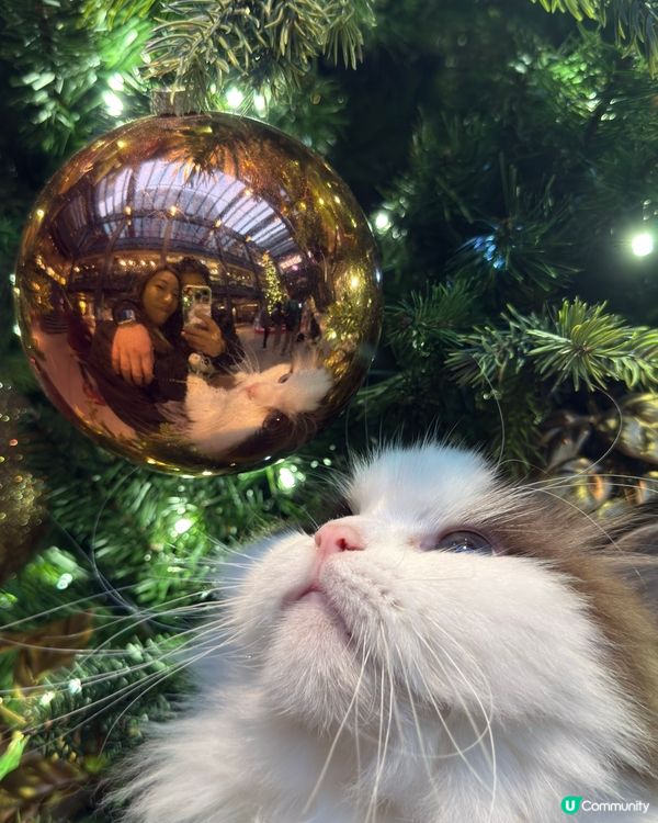 聖誕打卡🩶🤍新影法