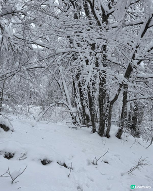 克羅地亞十六湖的冬天雪景，真係好靚，所有的樹枝都覆蓋了白雪，...