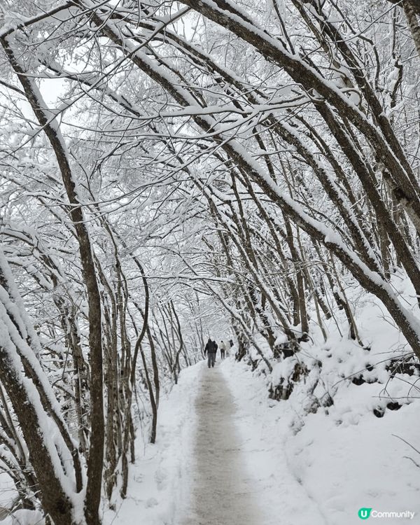 克羅地亞十六湖的冬天雪景，真係好靚，所有的樹枝都覆蓋了白雪，...