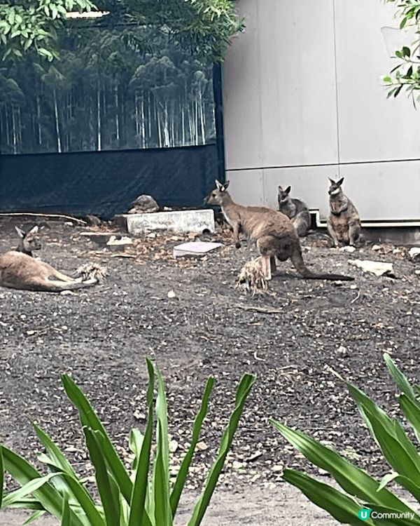 我推薦要去澳洲旅行！早前去了悉尼和墨爾本，一探Flinder...