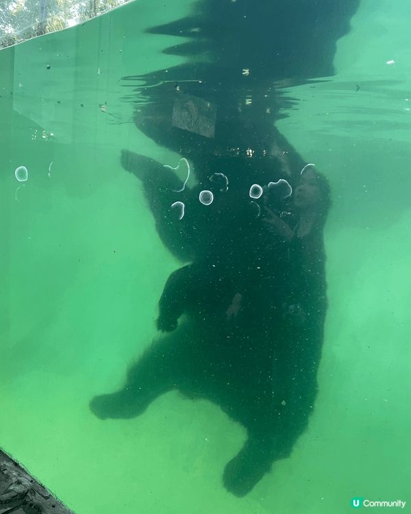 廣州長隆野生動物世界係必去景點！！坐小火車睇野生動物，玻璃面...