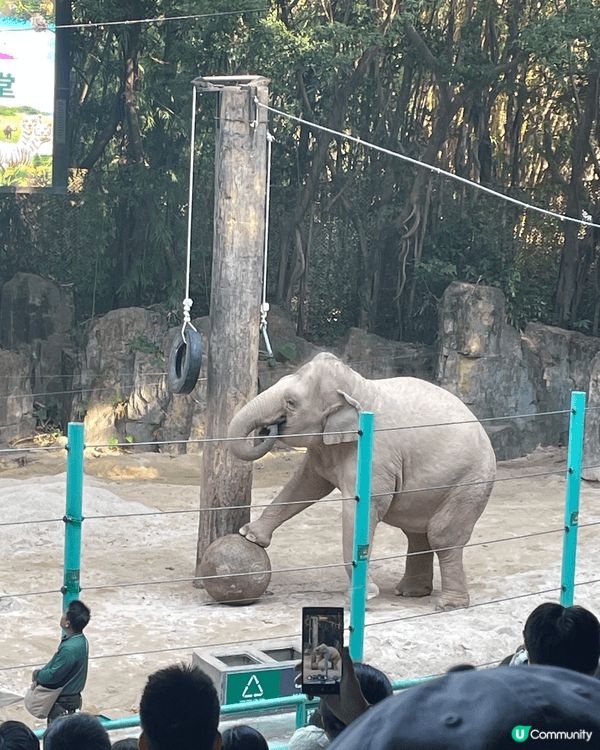 廣州長隆野生動物世界係必去景點！！坐小火車睇野生動物，玻璃面...