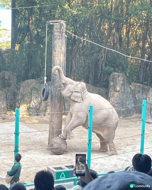 廣州長隆野生動物世界係必去景點！！坐小火車睇野生動物，玻璃面...