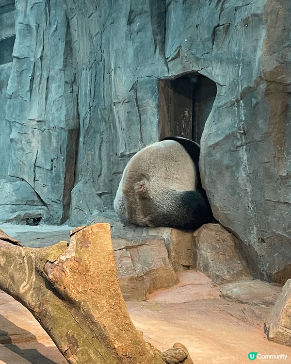 廣州長隆野生動物世界係必去景點！！坐小火車睇野生動物，玻璃面...