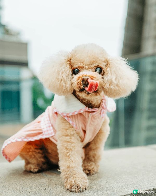 大埔科學園 ，風景優美 ，很多打卡景點 又很適合帶狗去的地方...