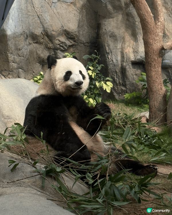 海洋公園真係百去不厭架～～(⁎⁍̴̛ᴗ⁍̴̛⁎) 依家仲有埋...