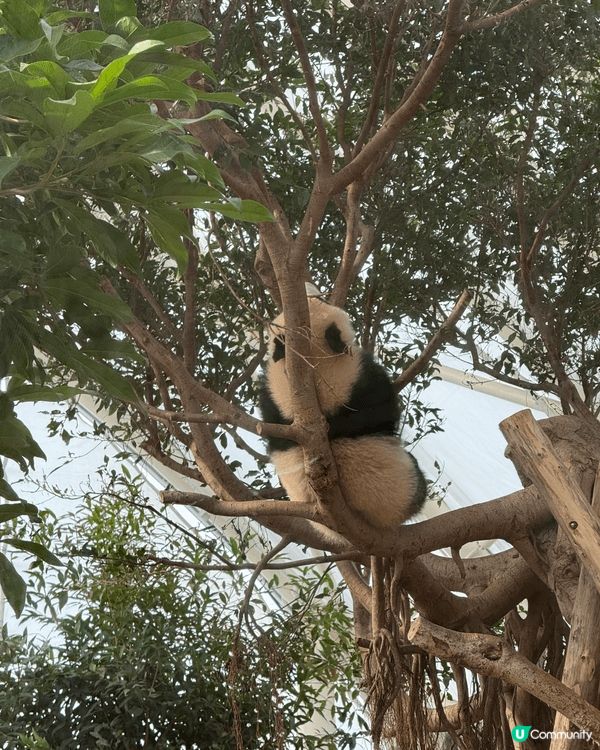 海洋公園真係百去不厭架～～(⁎⁍̴̛ᴗ⁍̴̛⁎) 依家仲有埋...
