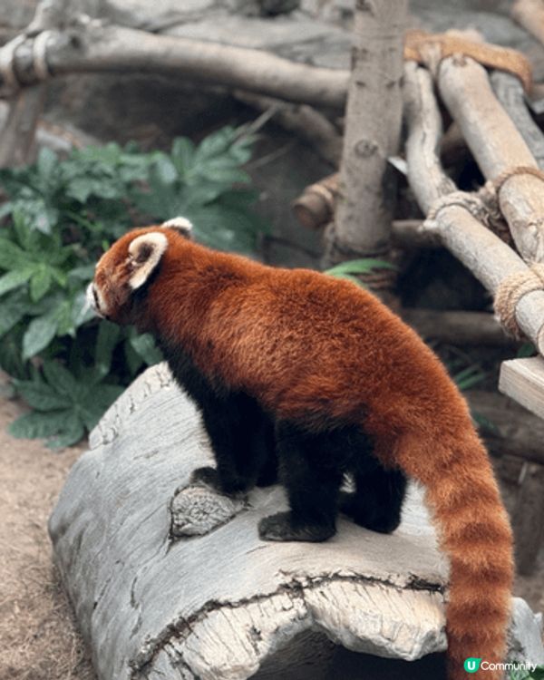 海洋公園真係百去不厭架～～(⁎⁍̴̛ᴗ⁍̴̛⁎) 依家仲有埋...
