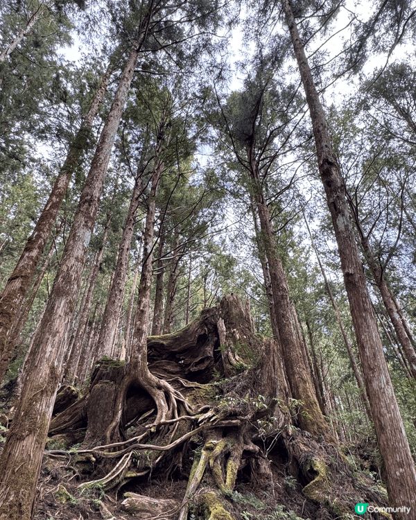 台灣太平山國家公園，可以乘坐特別的小火車到森林深處，看到很多...