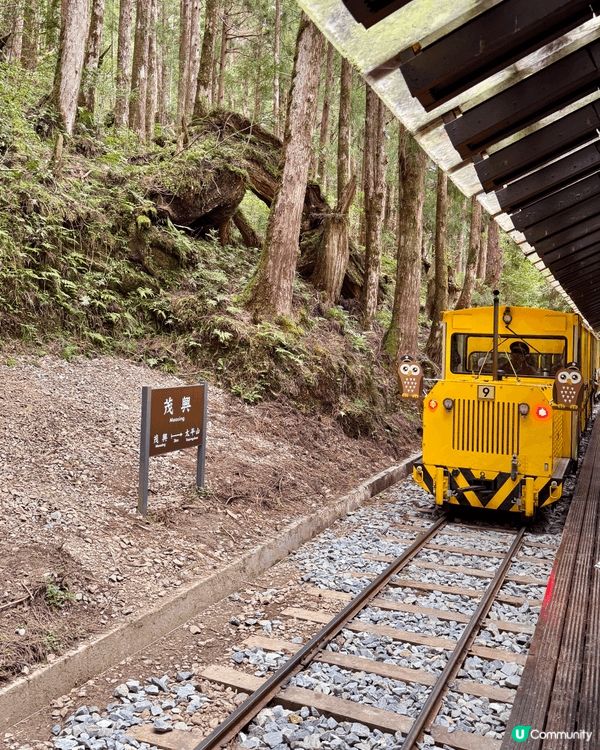 台灣太平山國家公園，可以乘坐特別的小火車到森林深處，看到很多...
