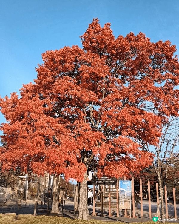 去日本浸溫泉，賞紅葉美景，嘆美食，過了一個悠閑假期，超讚