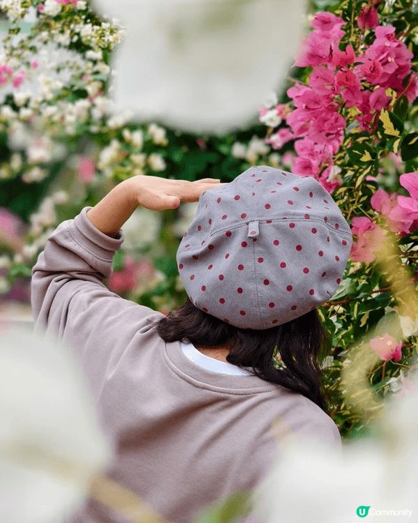 順德陳村花卉世界一年到晚都有花睇但係最靚都係11月尾睇勒杜鵑...