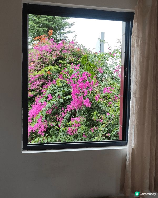 順德陳村花卉世界一年到晚都有花睇但係最靚都係11月尾睇勒杜鵑...