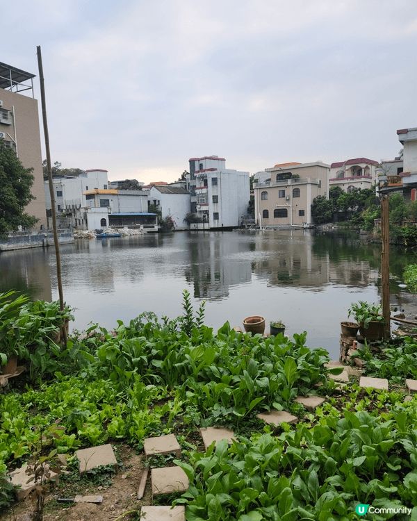 這裡是我們故鄉--順德，位於廣東省佛山市，是一座擁有豐富歷史...