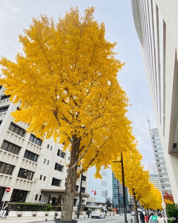 珠海長隆海洋世界，壯觀的鯨鯊。