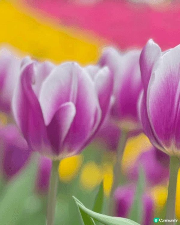 在日本睇的花海