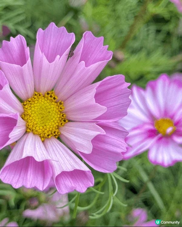 在日本睇的花海