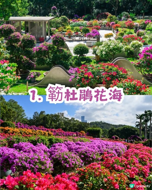 深圳福田區蓮花山公園3大打卡點📸簕杜鵑花海/蘑菇噴泉/落羽杉