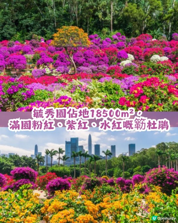 深圳福田區蓮花山公園3大打卡點📸簕杜鵑花海/蘑菇噴泉/落羽杉