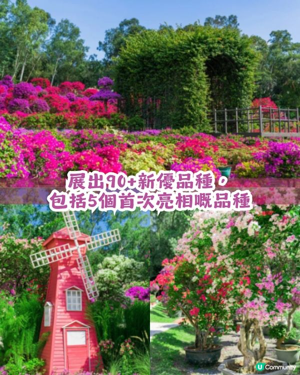 深圳福田區蓮花山公園3大打卡點📸簕杜鵑花海/蘑菇噴泉/落羽杉