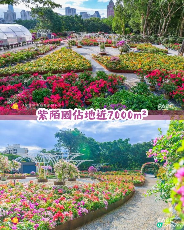 深圳福田區蓮花山公園3大打卡點📸簕杜鵑花海/蘑菇噴泉/落羽杉