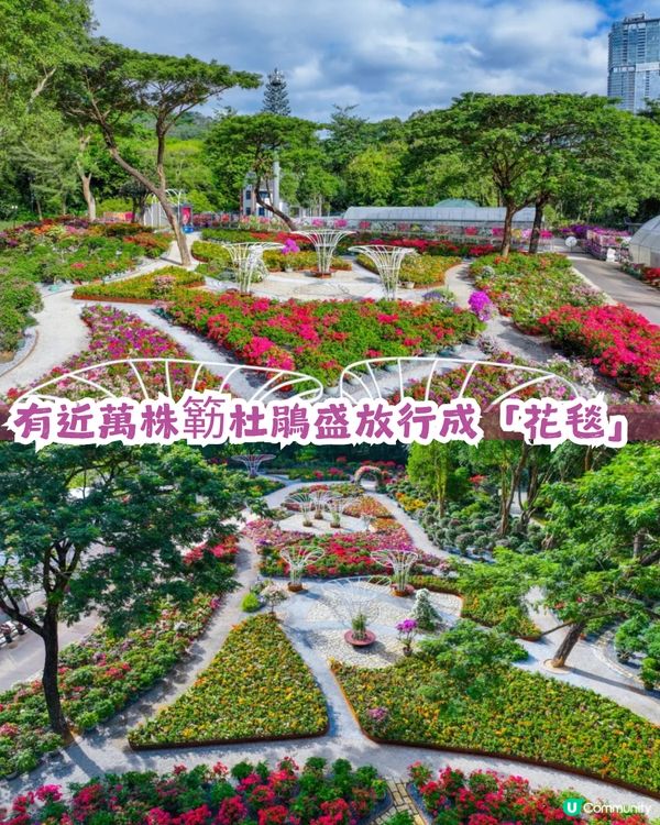 深圳福田區蓮花山公園3大打卡點📸簕杜鵑花海/蘑菇噴泉/落羽杉