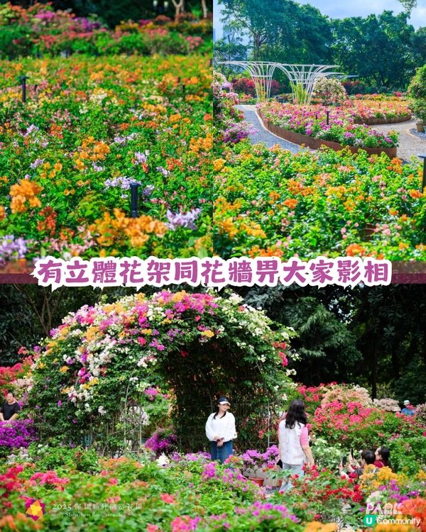 深圳福田區蓮花山公園3大打卡點📸簕杜鵑花海/蘑菇噴泉/落羽杉