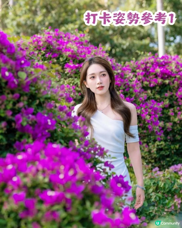 深圳福田區蓮花山公園3大打卡點📸簕杜鵑花海/蘑菇噴泉/落羽杉