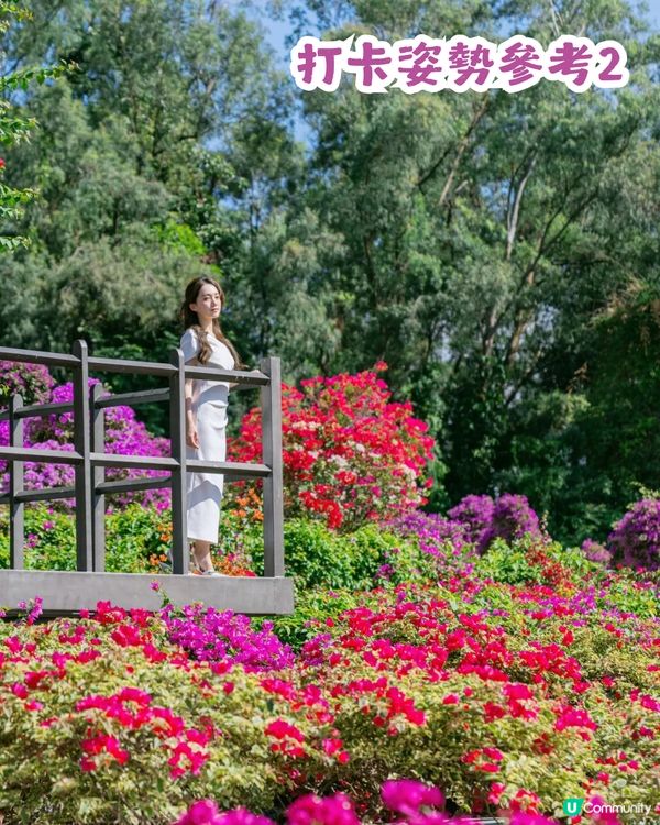 深圳福田區蓮花山公園3大打卡點📸簕杜鵑花海/蘑菇噴泉/落羽杉