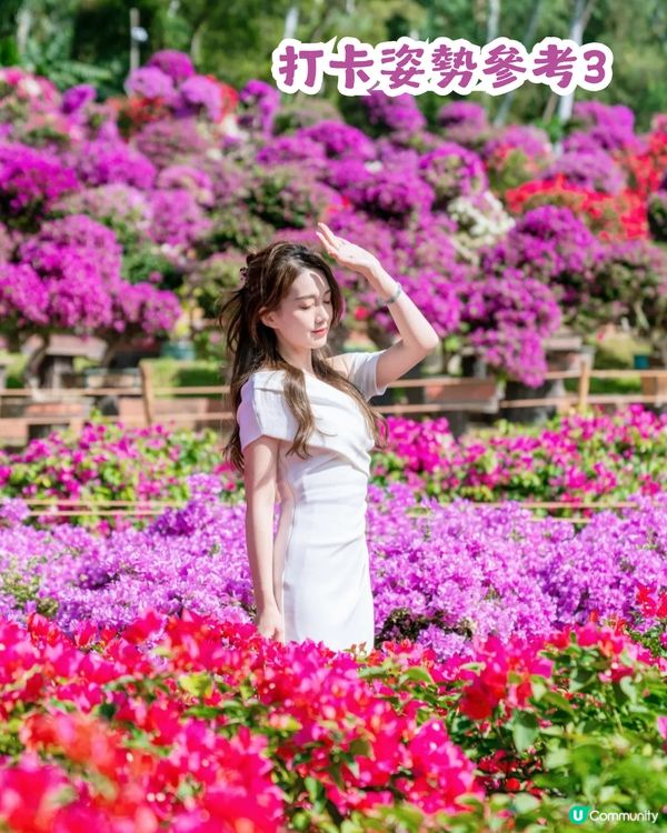 深圳福田區蓮花山公園3大打卡點📸簕杜鵑花海/蘑菇噴泉/落羽杉