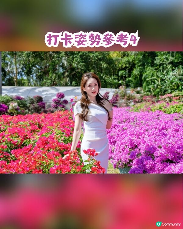 深圳福田區蓮花山公園3大打卡點📸簕杜鵑花海/蘑菇噴泉/落羽杉