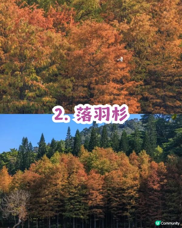 深圳福田區蓮花山公園3大打卡點📸簕杜鵑花海/蘑菇噴泉/落羽杉