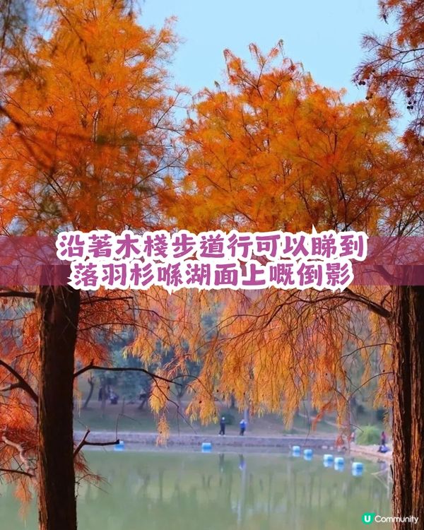 深圳福田區蓮花山公園3大打卡點📸簕杜鵑花海/蘑菇噴泉/落羽杉