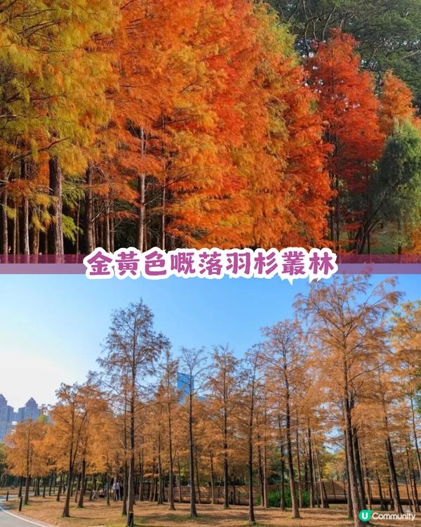 深圳福田區蓮花山公園3大打卡點📸簕杜鵑花海/蘑菇噴泉/落羽杉