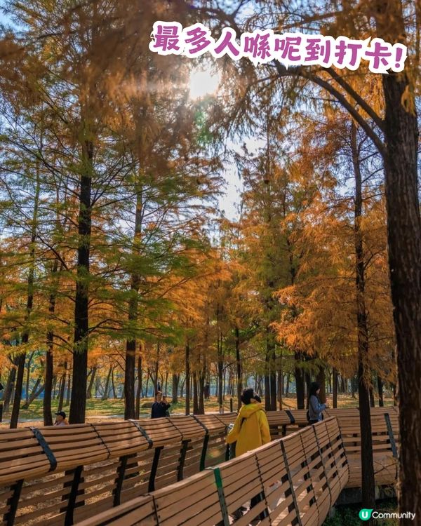 深圳福田區蓮花山公園3大打卡點📸簕杜鵑花海/蘑菇噴泉/落羽杉