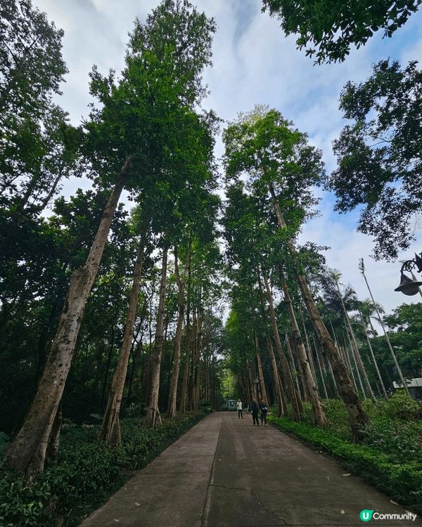 身心治愈好地方 @桉與松藝術書吧 @深圳筆架山公園