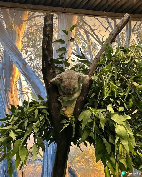 如果和小朋友去的地方，基本上都係海洋公園、迪士尼和其他親子的...