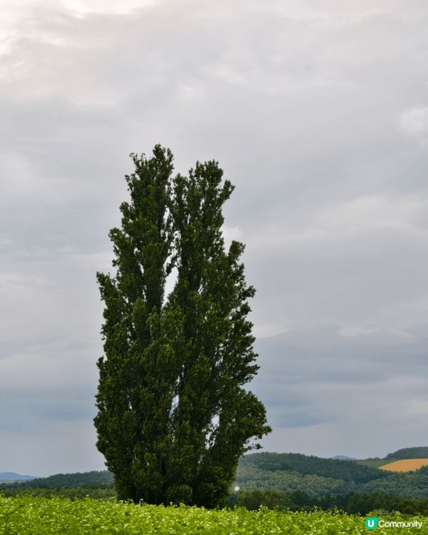 北海道的美瑛町（Biei）以廣闊的山丘田園景觀聞名，這裡有幾...