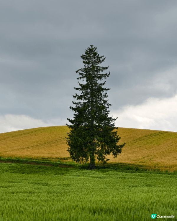 北海道的美瑛町（Biei）以廣闊的山丘田園景觀聞名，這裡有幾...