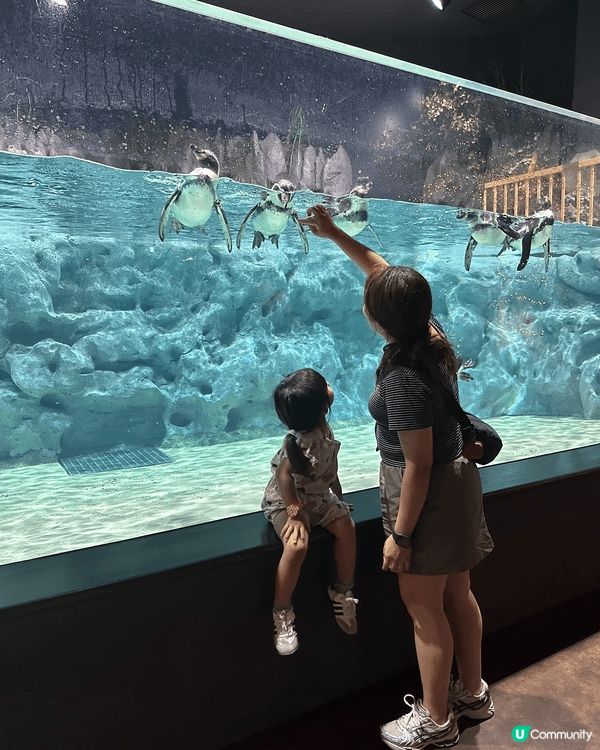 沖繩水族館｜與企鵝面對面的魔法時刻🐧