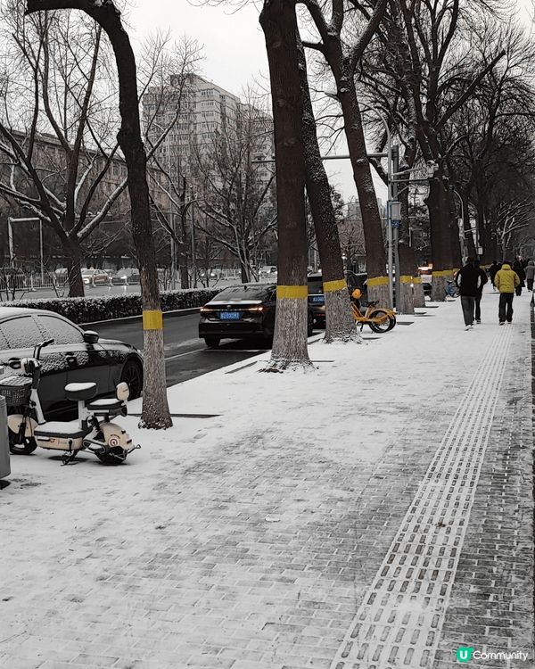 十二月初北京的一場初雪，很美。道路及樹上都舖上了一層白色外衣...