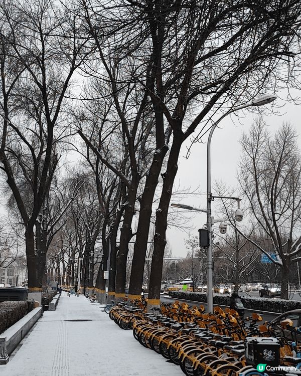 十二月初北京的一場初雪，很美。道路及樹上都舖上了一層白色外衣...