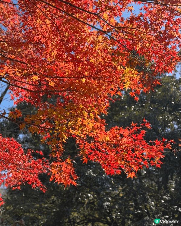 🌿【高千穗峽｜日本神話中的秘境仙境】🍁