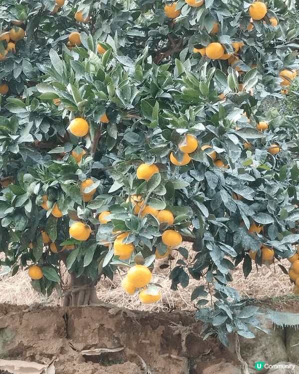 日本名古屋旅行，可以去橙園參觀和實地採摘橙(orange),...