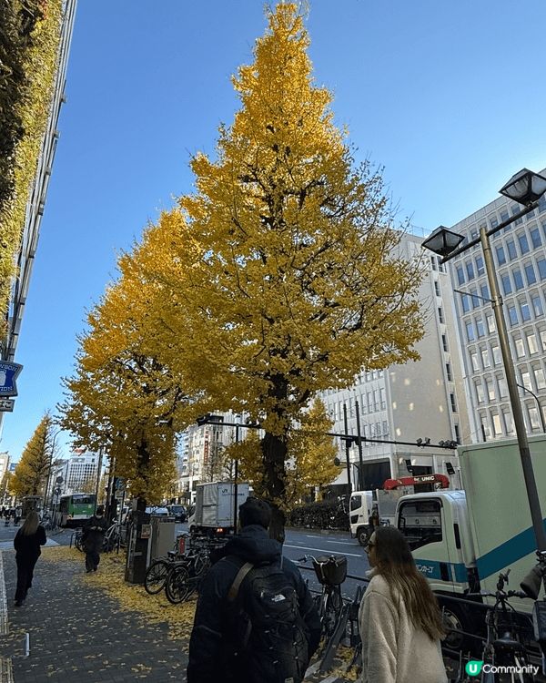 日本東京的楓葉落在街上，非常美觀，看見的景像，想立刻和朋友分...